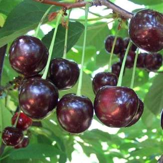Саженцы Владимирской вишни из Крыма