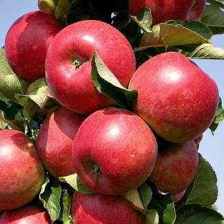 Колоновидная яблоня Джина из Крыма