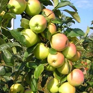 Колоновидная яблоня Болеро из Крыма
