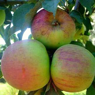 Колоновидная яблоня Малюха из Крыма