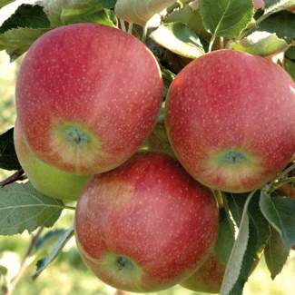 Колоновидная яблоня КВ15-9 из Крыма