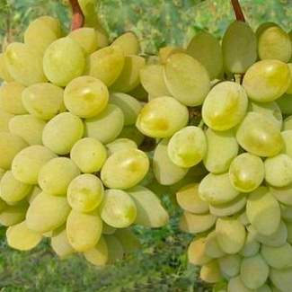 Саженцы винограда Тимур из Крыма