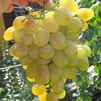 Саженцы винограда Восторг из Крыма