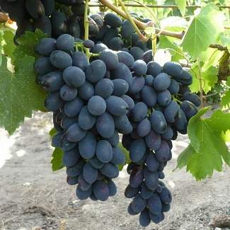 Саженцы винограда Кодрянка из Крыма