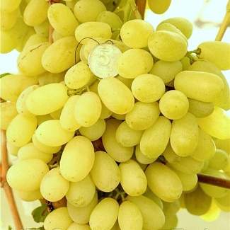 Саженцы винограда Лора из Крыма