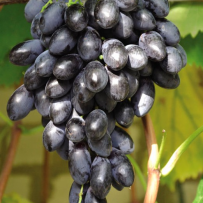 Виноград Блек гранд