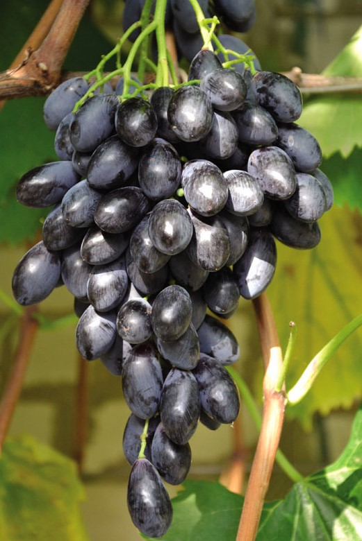 Виноград Блек гранд из Крыма