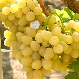Саженцы винограда Аркадия из Крыма