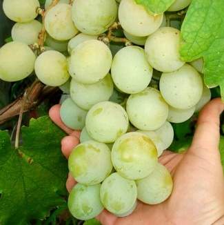 Саженцы винограда Кеша из Крыма