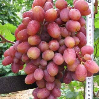 Саженцы винограда Юлиан из Крыма