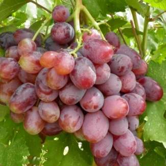 Саженцы винограда Граф Монте Кристо из Крыма