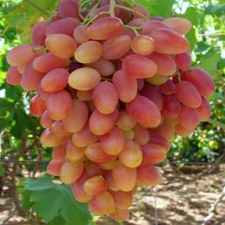 Саженцы винограда Преображение из Крыма