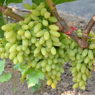 Саженцы винограда Столетие из Крыма