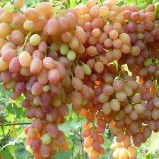 Саженцы винограда кишмиш лучистый из Крыма