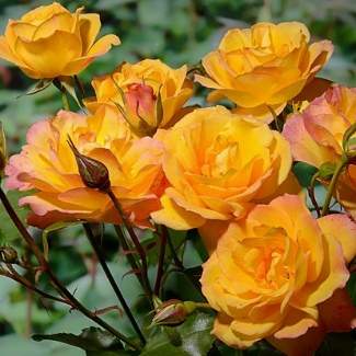 Роза парковая Сахара из Крыма