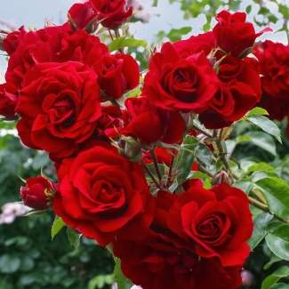 Роза парковая Грандесса из Крыма