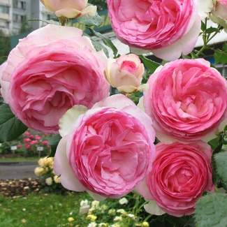 Роза плетистая Инден роуз из Крыма