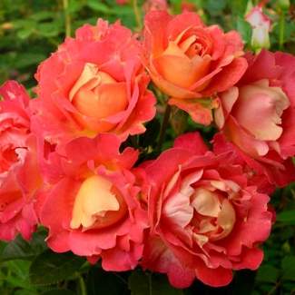 Роза плетистая Арлекин из Крыма