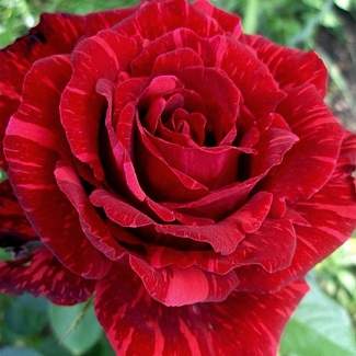 Роза чайно-гибридная Ред Интуишн из Крыма