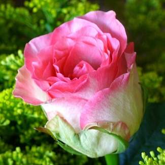 Роза чайно-гибридная Малибу из Крыма