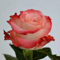 Роза чайно-гибридная Кабаре