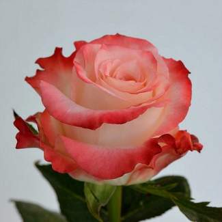 Роза чайно-гибридная Кабаре из Крыма