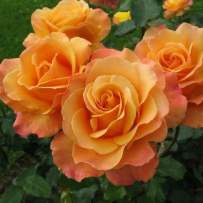 Роза чайно-гибридная Миракли