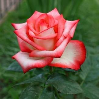 Роза чайно-гибридная Блаш из Крыма