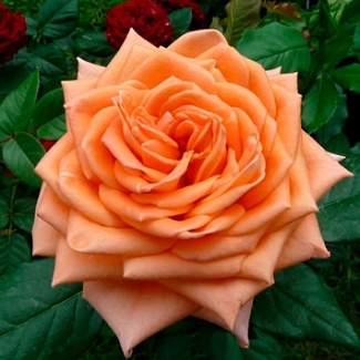 Роза чайно-гибридная Эльдорадо из Крыма