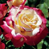 Роза чайно-гибридная Дабл Делайт
