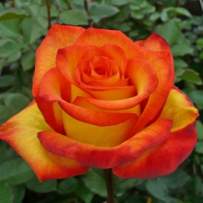 Роза чайно-гибридная Тукан