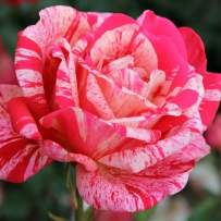 Роза чайно-гибридная Пападжено