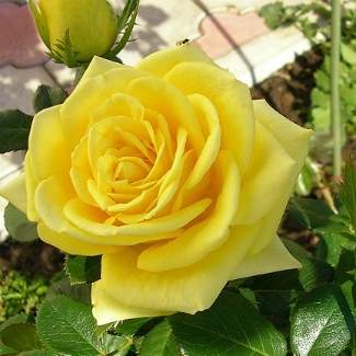 Роза чайно-гибридная Илиос из Крыма