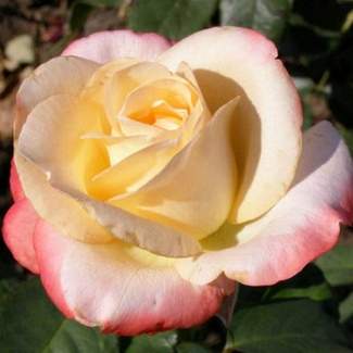 Роза чайно-гибридная Белла Перла из Крыма