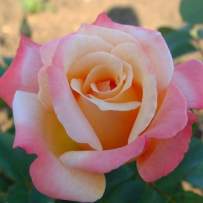 Роза чайно-гибридная Летиция Каста