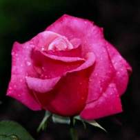 Роза чайно-гибридная Пур Паур