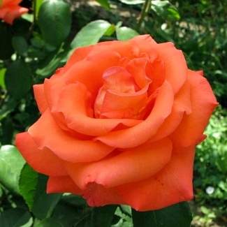 Роза чайно-гибридная Корвет из Крыма