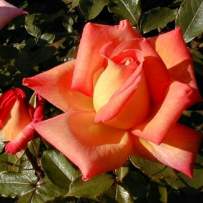 Роза чайно-гибридная Пикадили