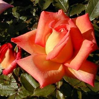 Роза чайно-гибридная Пикадили из Крыма