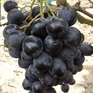 Виноград Багира из Крыма