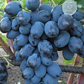 Виноград Каталония из Крыма