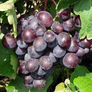 Виноград Тюльпан из Крыма