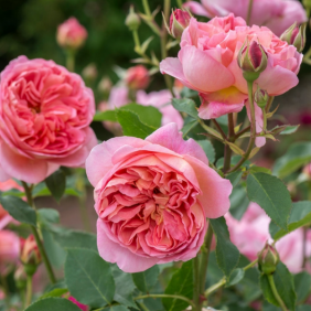 саженцы роз из питомника в Крыму