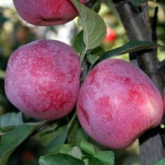 Саженцы яблони Флорина из Крыма