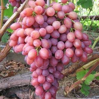 Саженцы винограда Юбилей Новочеркасска из Крыма