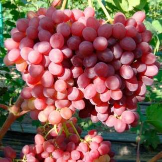 Саженцы винограда Велес из Крыма