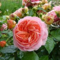 Роза английская Чипэндейл