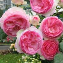 Роза плетистая Инден роуз