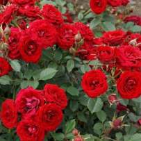 Роза Почвопокровная Ред Вельвет