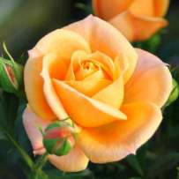 Роза чайно-гибридная Клементина